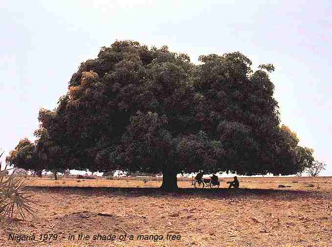 Nigeria 1979 - in the shade of a mango tree