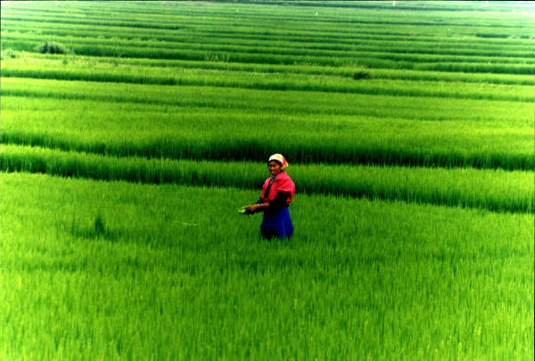 Rice Fields, Shaping