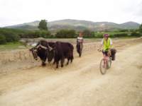 Caution: Yak Crossing