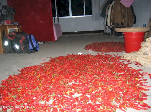 Drying chili peppers of the room I spent the night